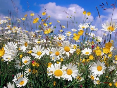 Sommarbrev